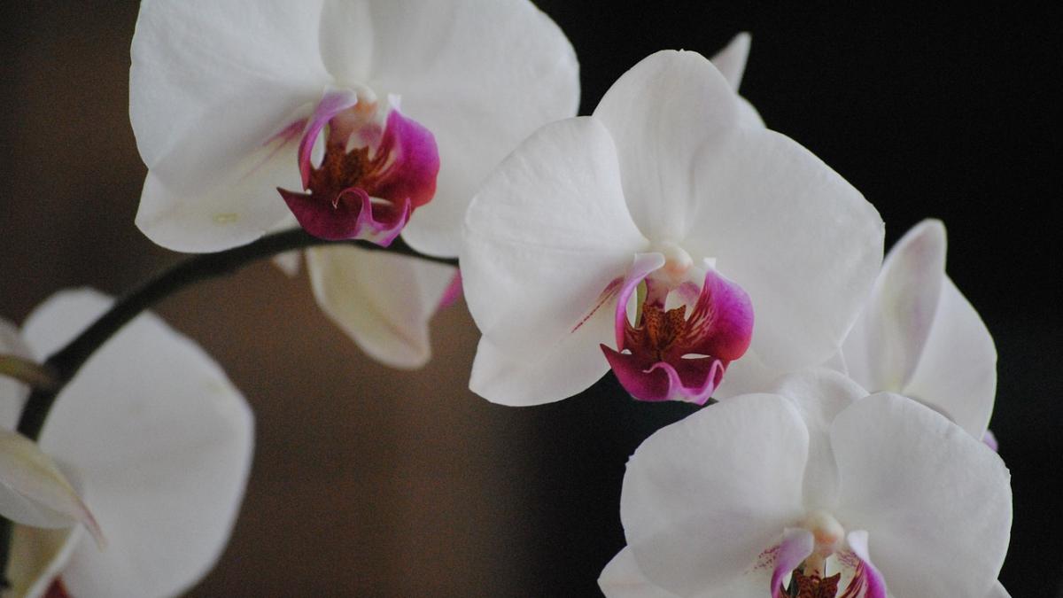 Orchidee blanche 2